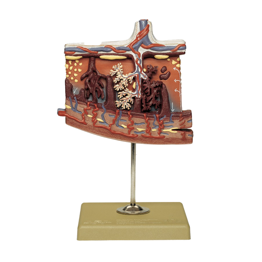 Model of the Placenta