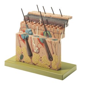 Section of Skin, Light