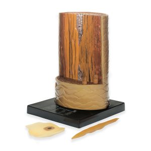 Model of a Human Hair, Light