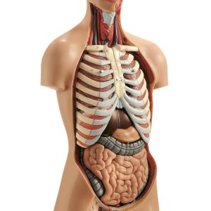 Male Torso With Head, Light