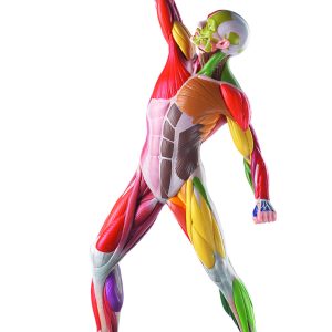 Male Muscle Figure With Colour Coding for the Identification of Motor Innervation