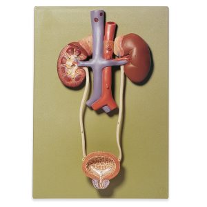 Urinary Tract