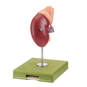 Right Kidney and Adrenal Gland