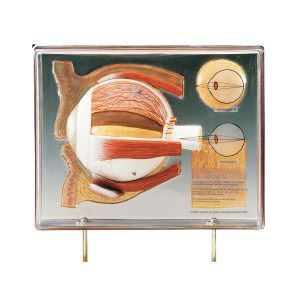 Display Case of the Human Eye