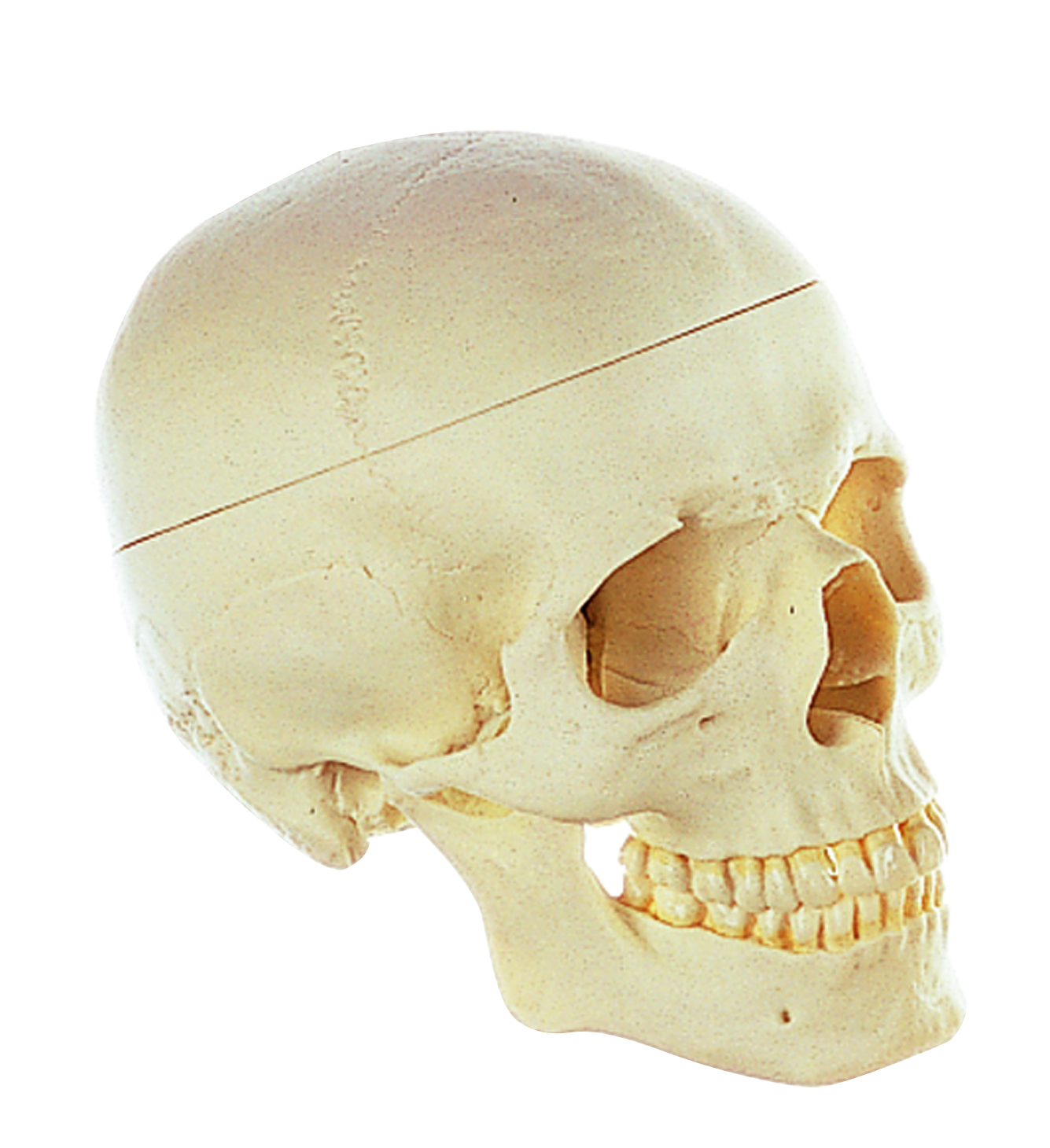 Artificial Human Skull (Separates Into 3 Parts)
