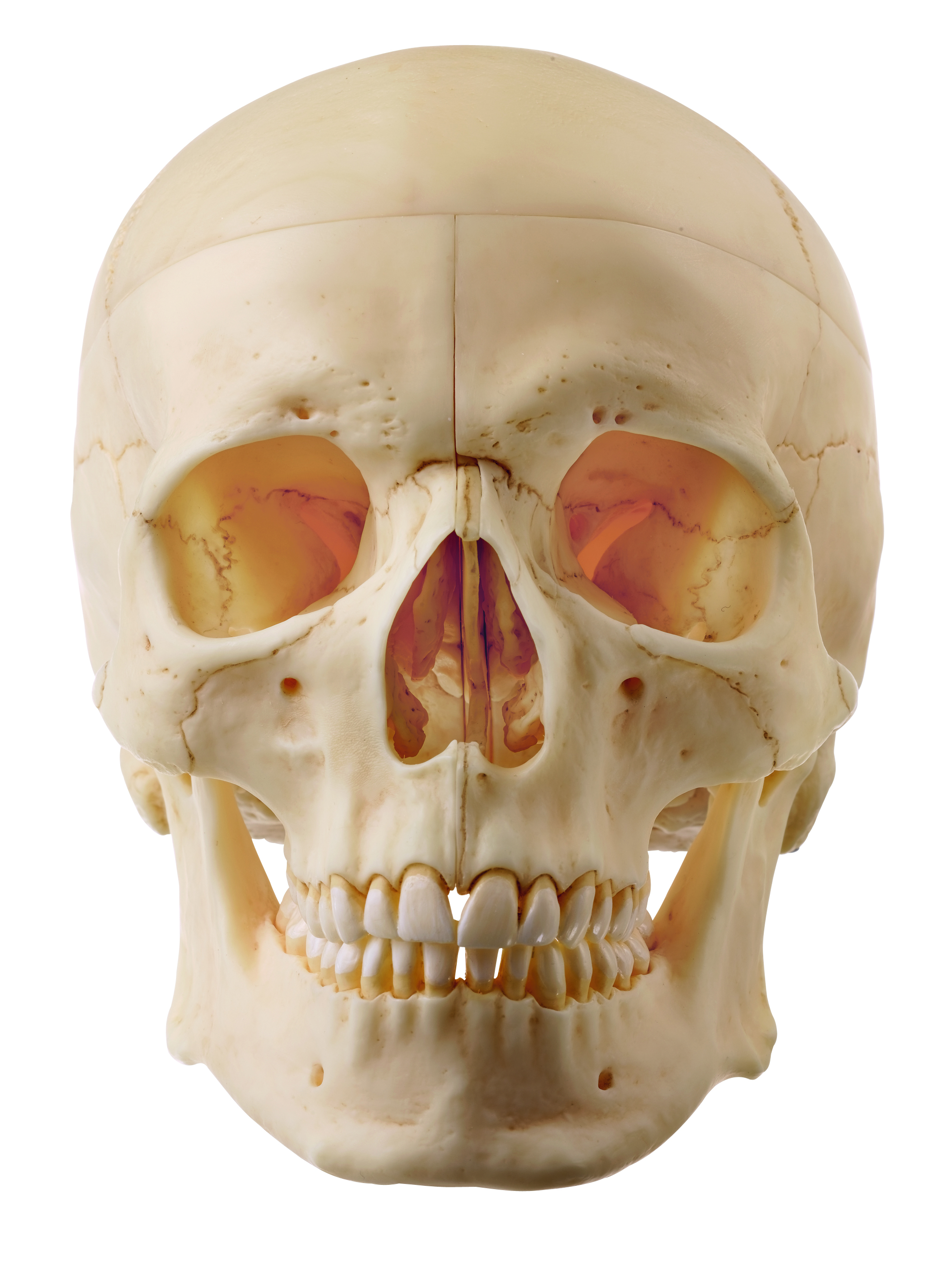 Artificial Human Skull (Separates Into 5 Parts)