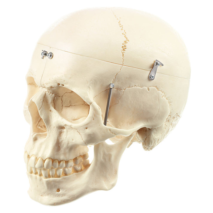 Artificial Human Skull (Separates Into 9 Parts)