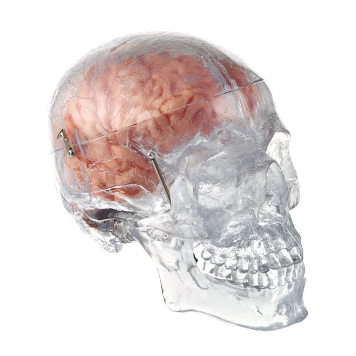 Artificial Transparent Male Human Skull With 8-Part Brain