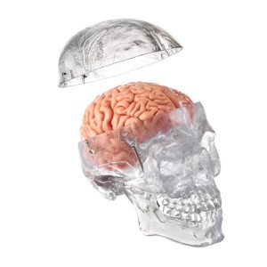 Artificial Transparent Male Human Skull With 8-Part Brain