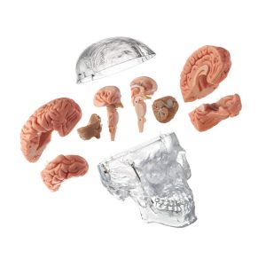 Artificial Transparent Male Human Skull With 8-Part Brain