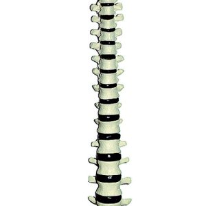 Vertebral Column (Articulated on Nylon)