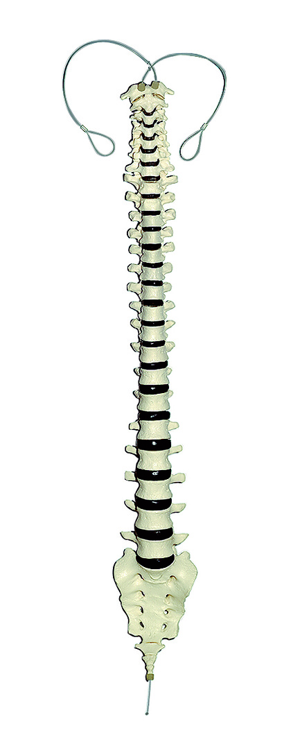 Vertebral Column (Articulated on Nylon)