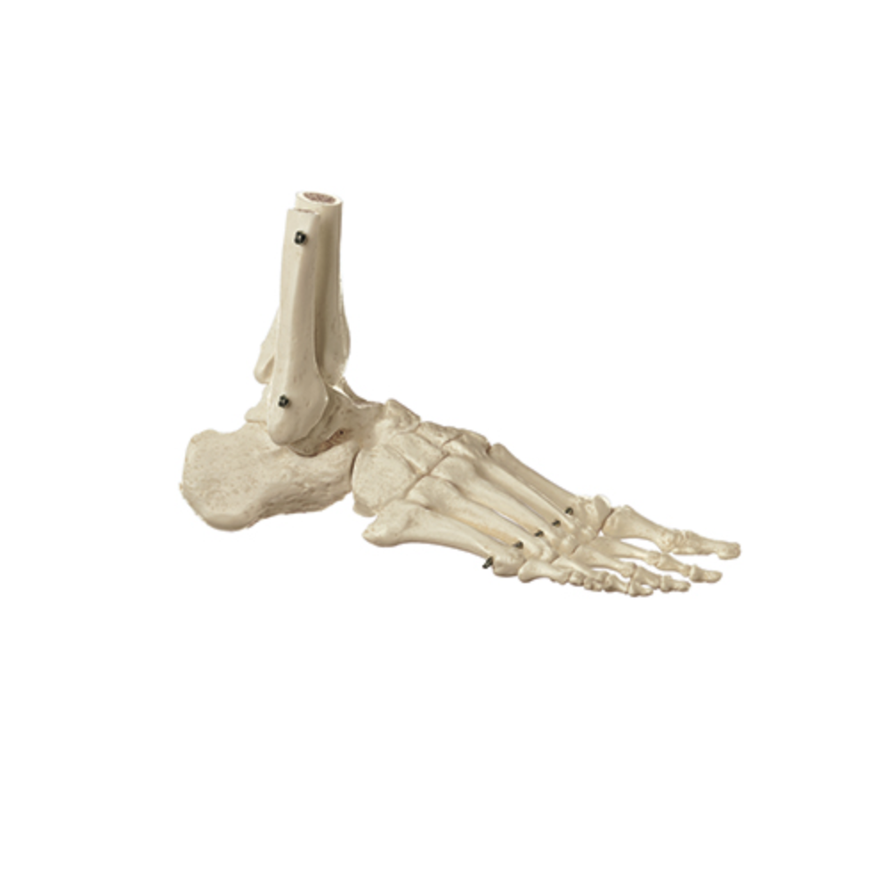 Skeleton of the Foot (Rigid)