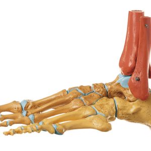 Skeleton of the Foot, Right (Rigid)