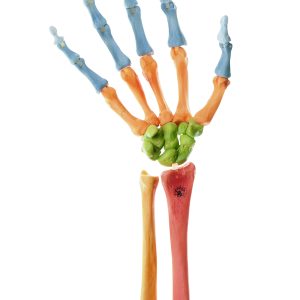 Skeleton of the Hand, Right (Movable Joint Mechanism and Coloured)