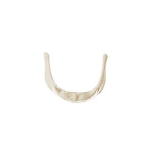 Hyoid Bone