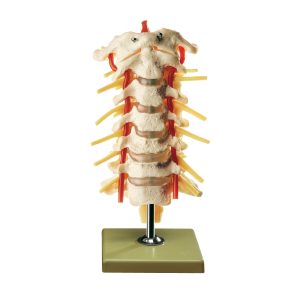 Cervical Vertebral Column