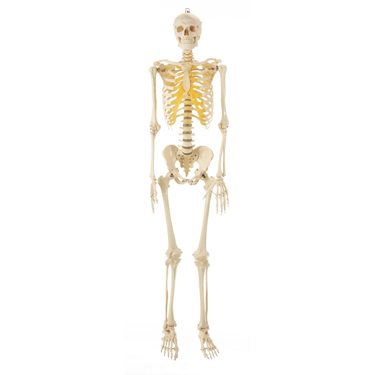 Artificial Human Skeleton - Male