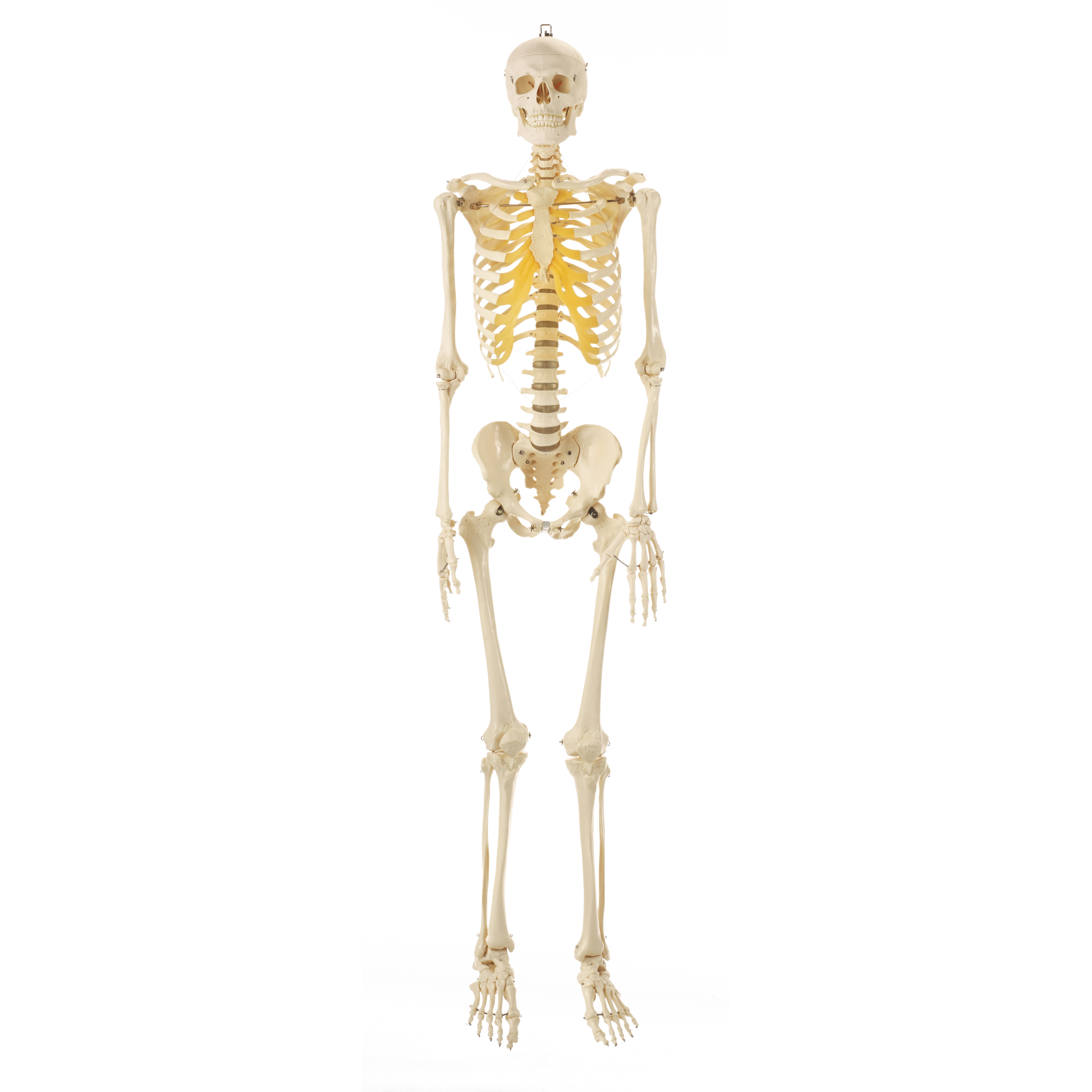 Artificial Human Skeleton – Male