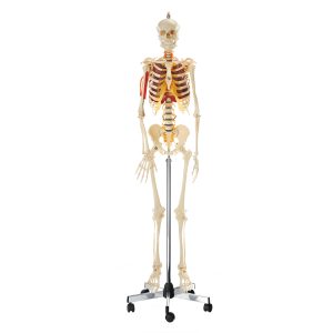 Artificial Human Skeleton