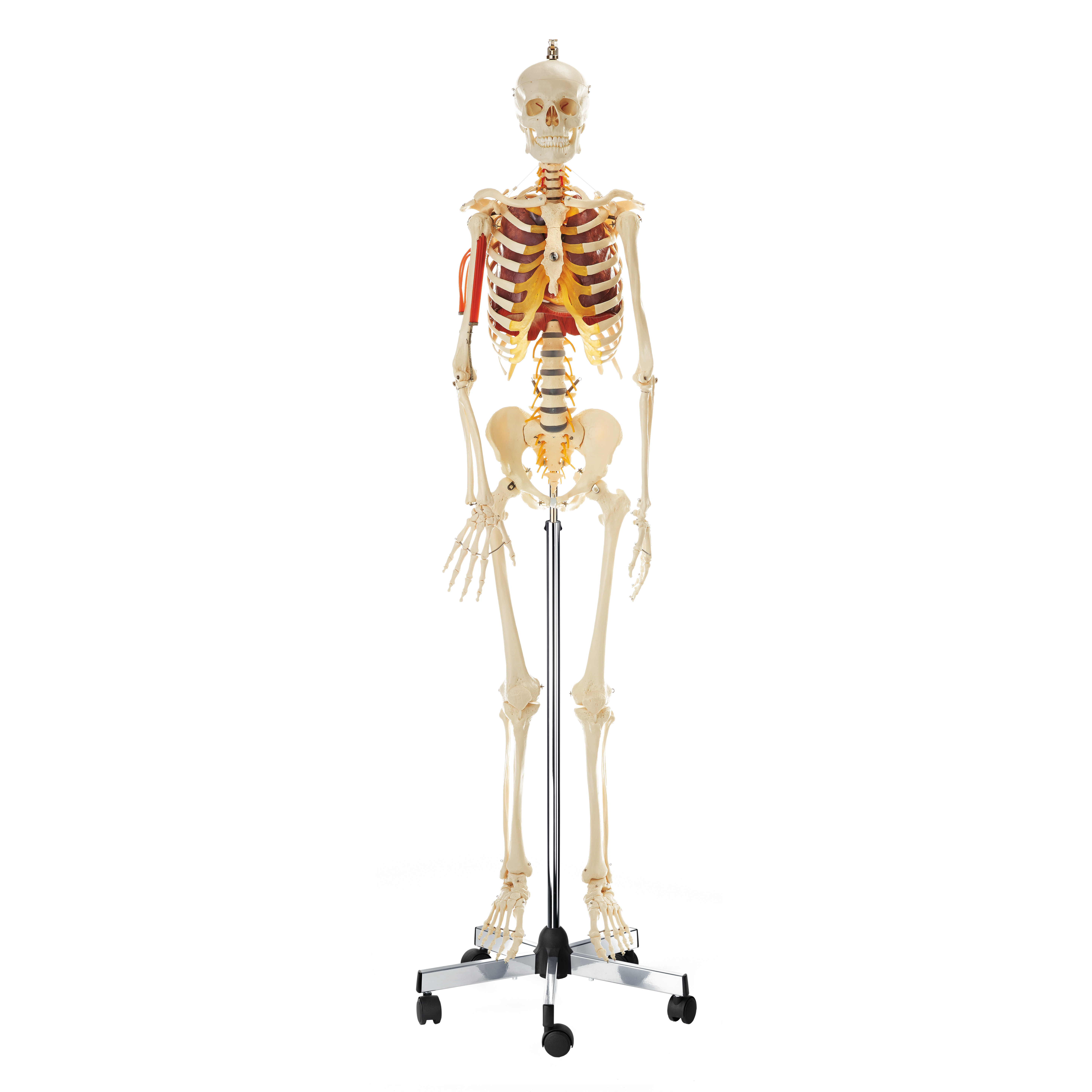 Artificial Human Skeleton