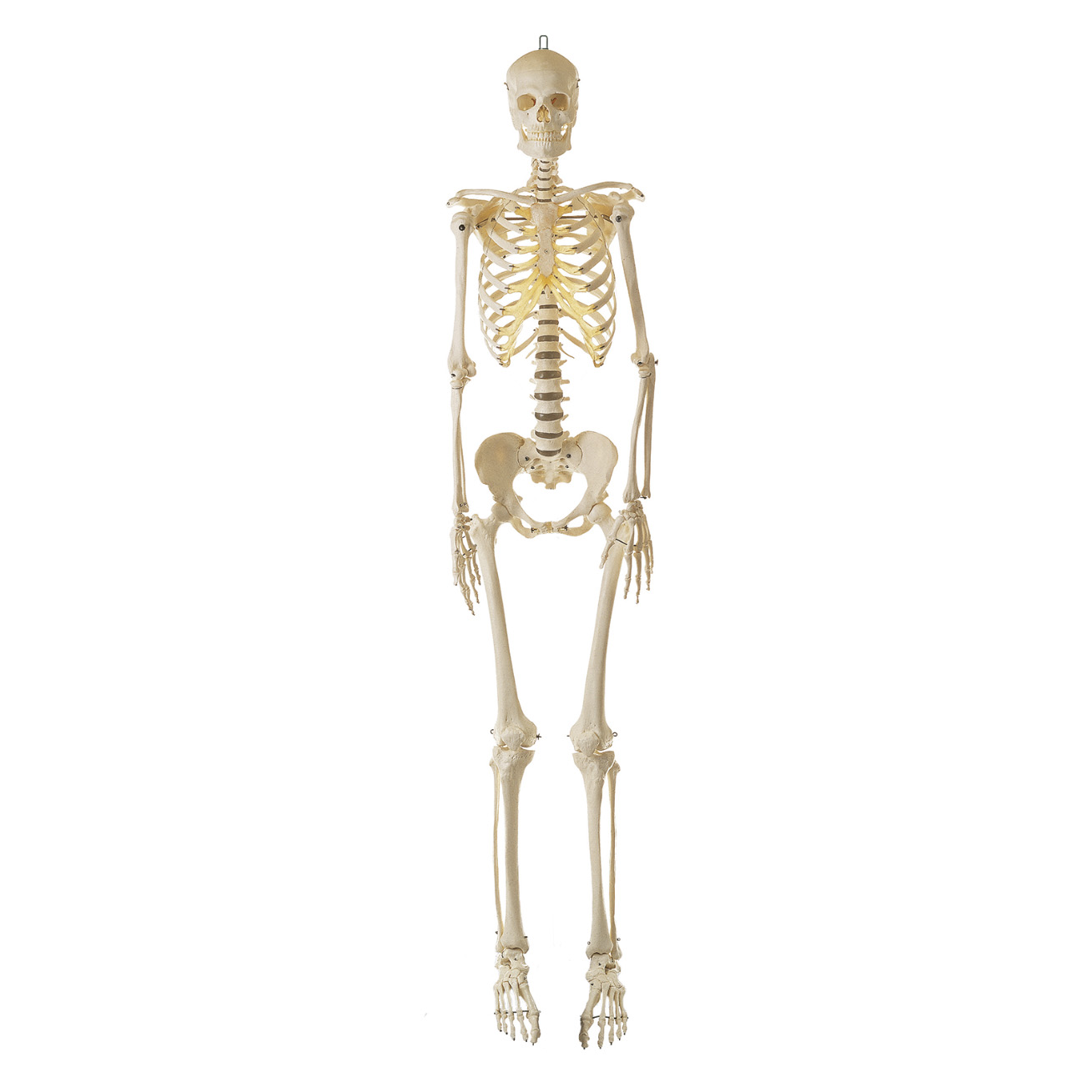 Artificial Human Skeleton Without Stand – Female