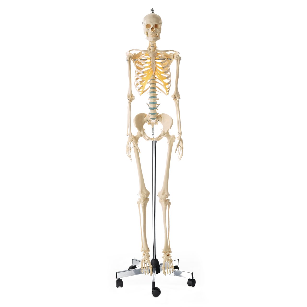 Artificial Human Skeleton - Female