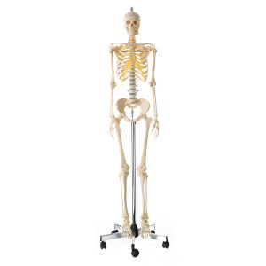 Artificial Human Skeleton - Female