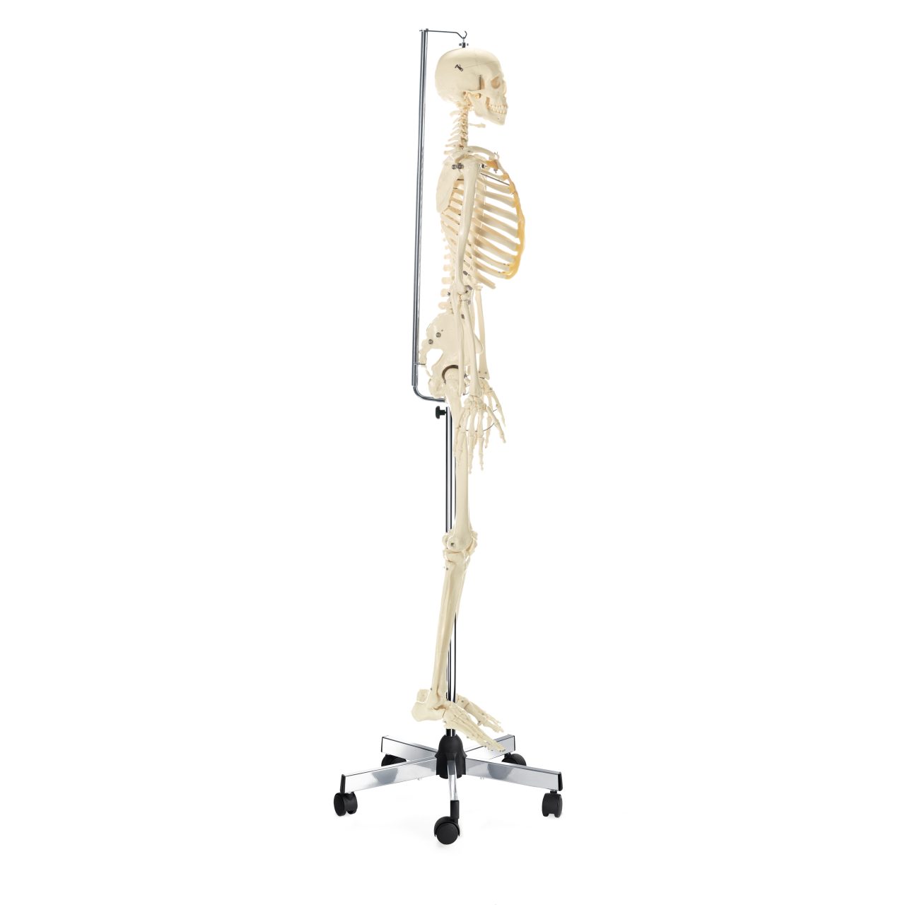 Male Skeleton With Flexible Spine