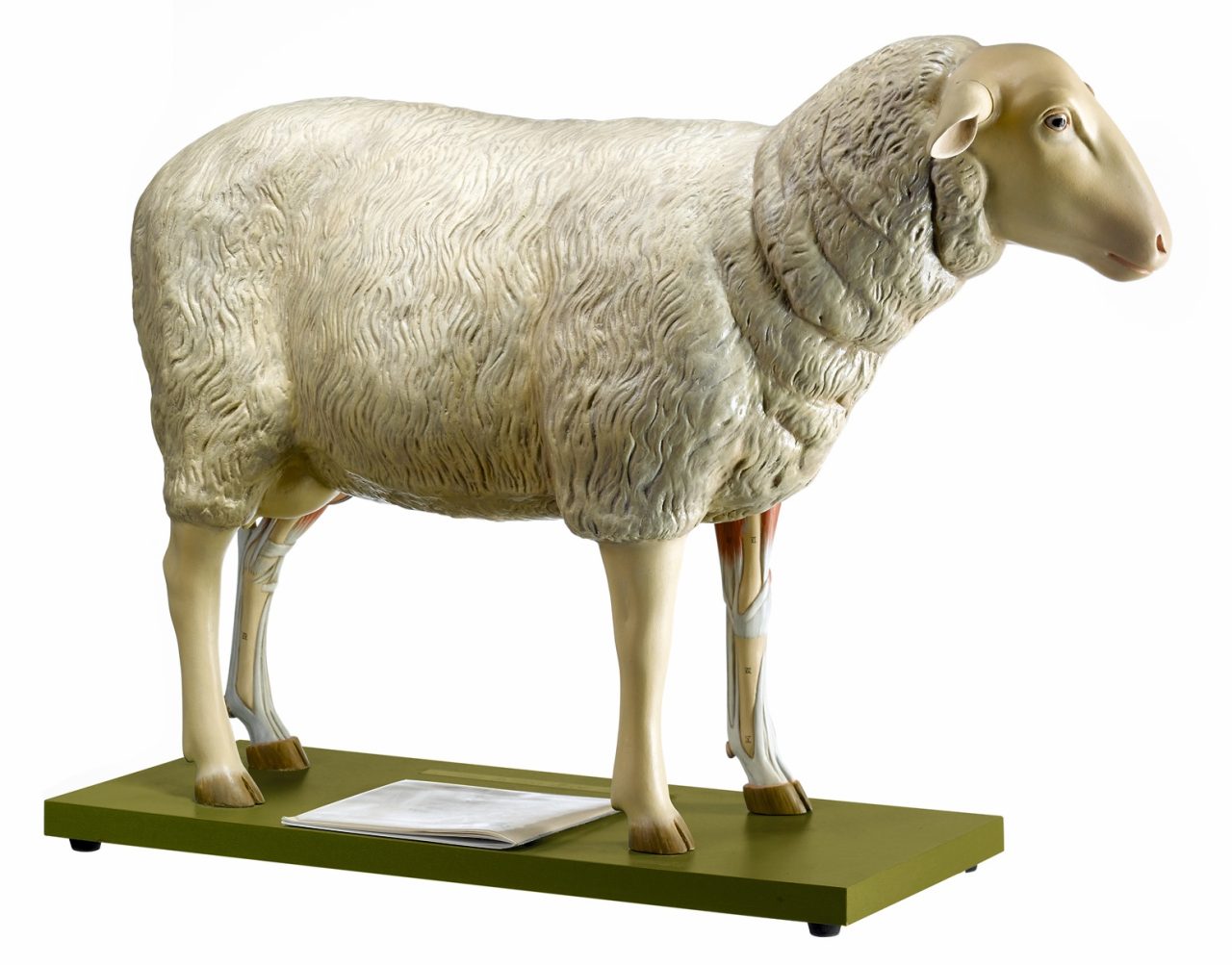 Sheep