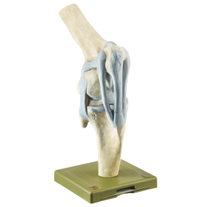Knee Joint of the Horse