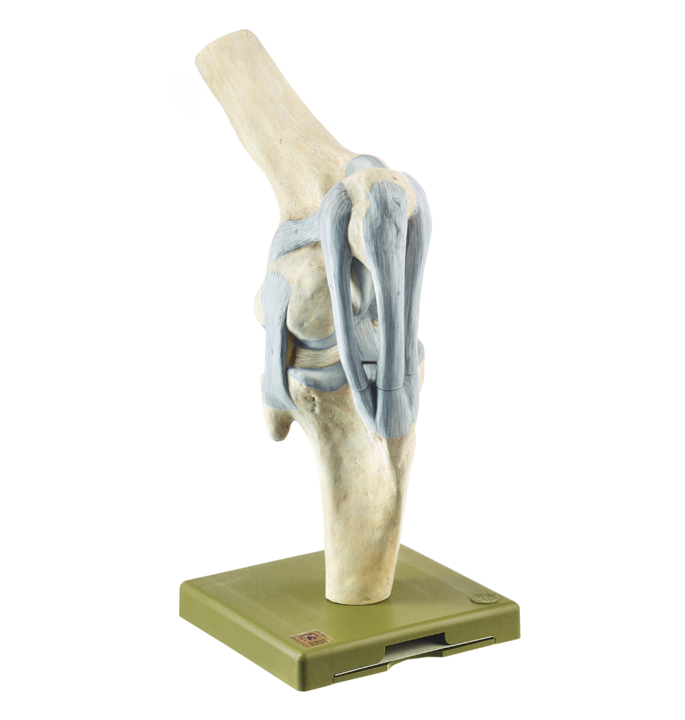 Knee Joint of the Horse