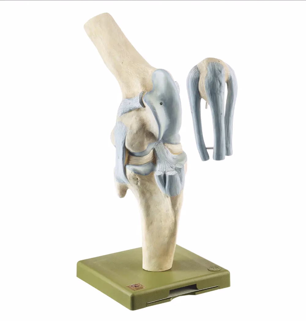 Knee Joint of the Horse