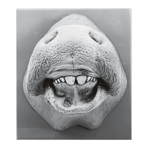 Cow's Mouth With Mouth Disease