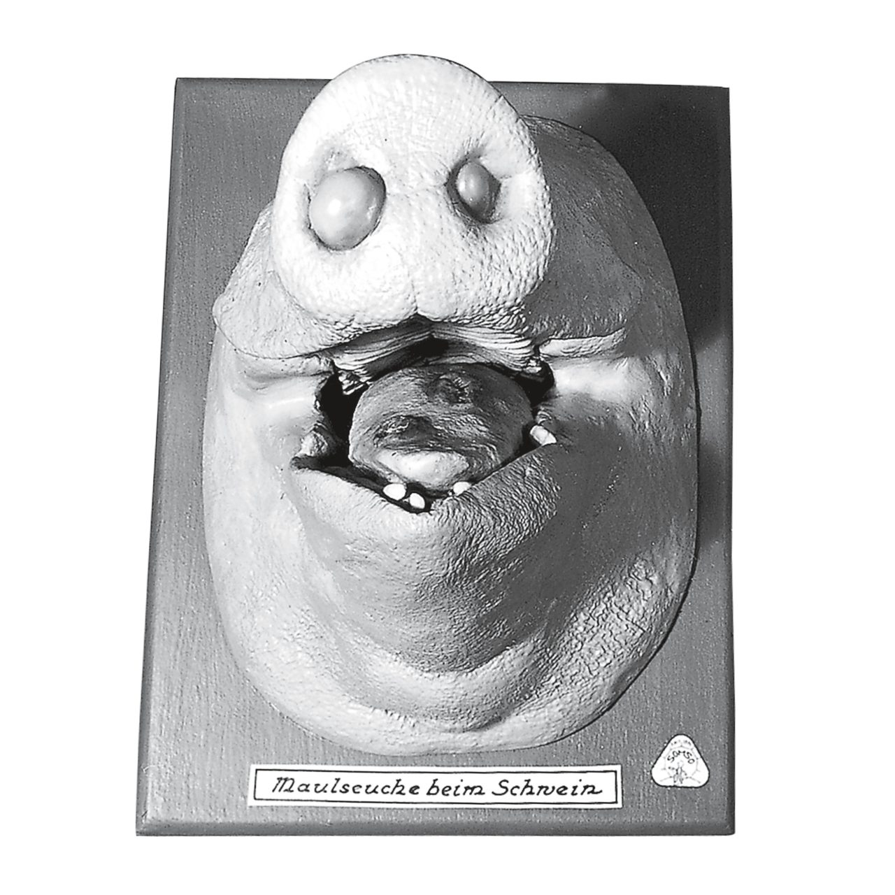 Pig's Snout With Mouth Disease