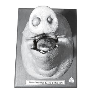 Pig's Snout With Mouth Disease