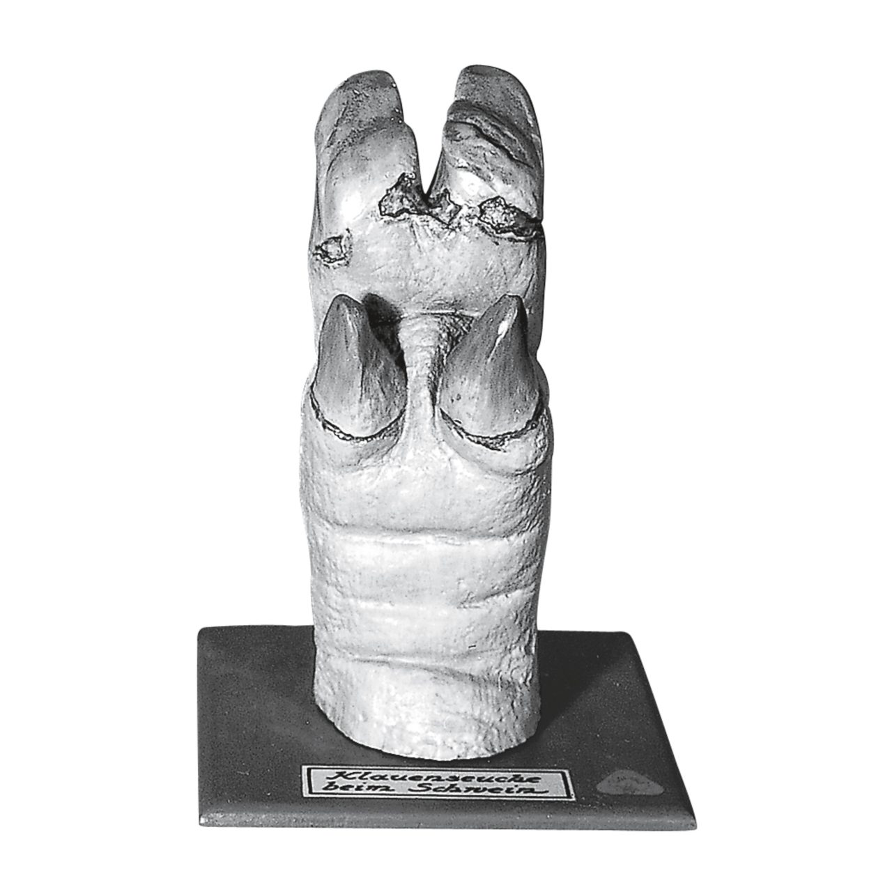 Pig's Hoof With Foot Disease
