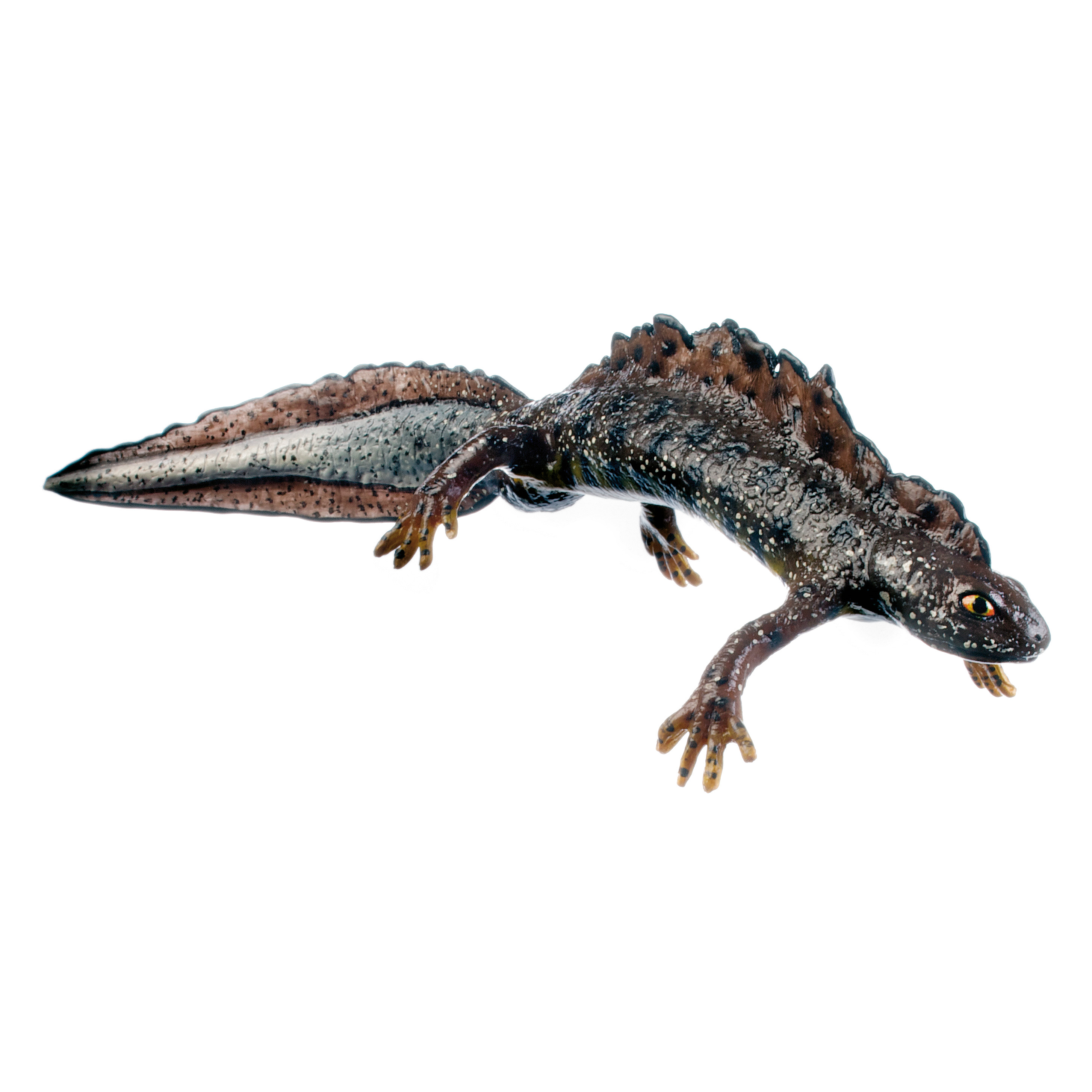 Northern Crested Newt in Its Aquatic Form, Male