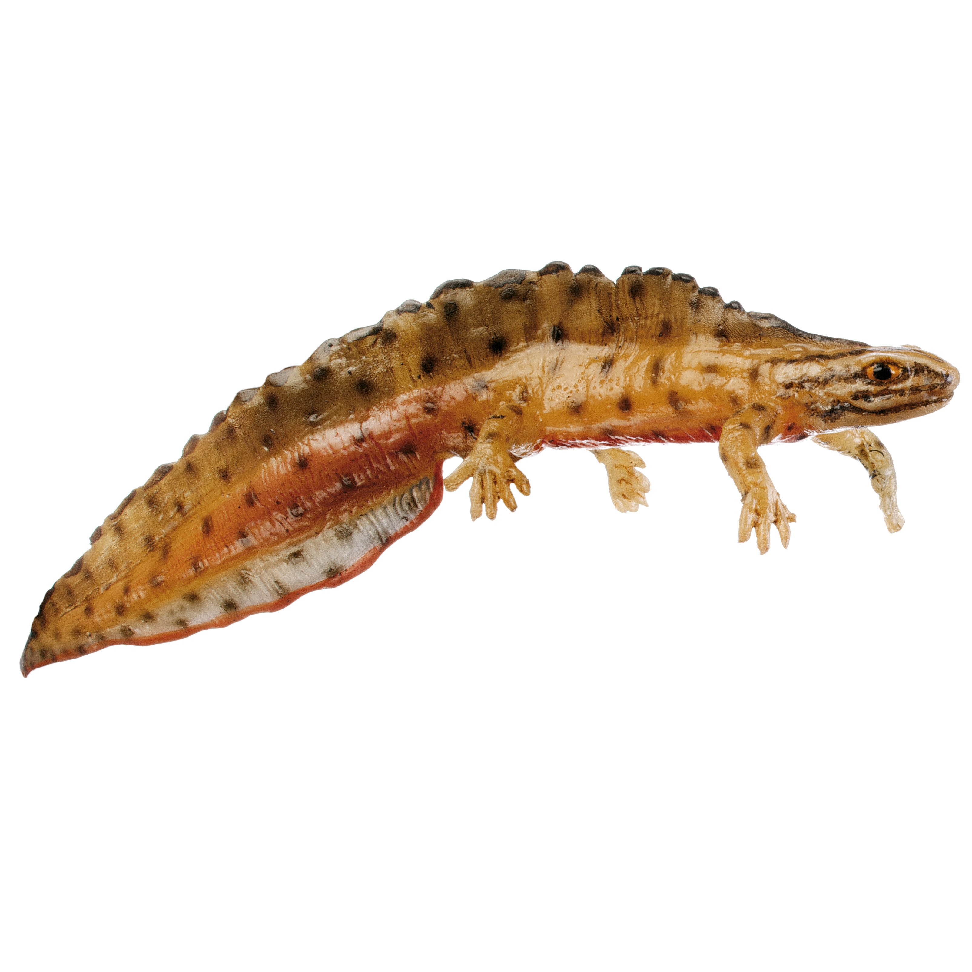 Common Newt in Its Aquatic Form, Male