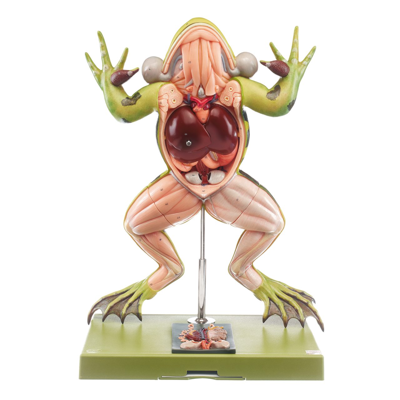 Edible Frog