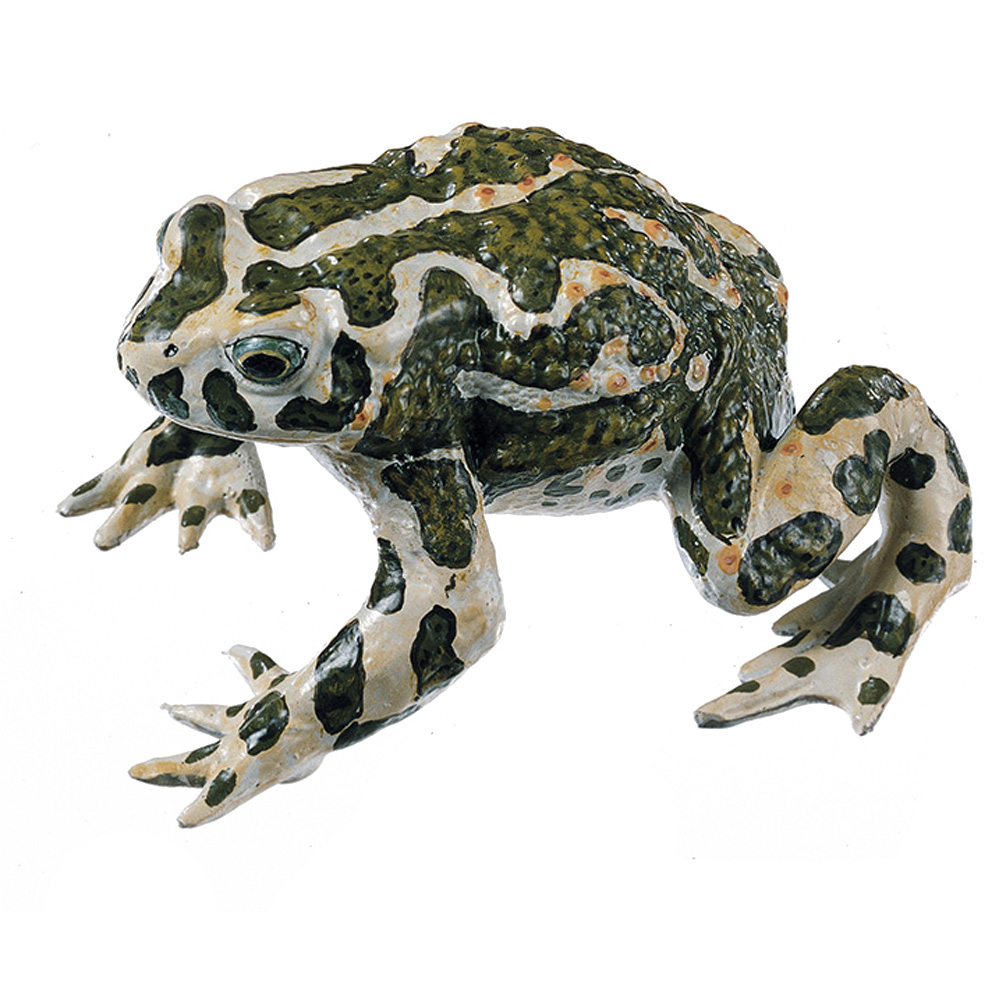 Green Toad, Female