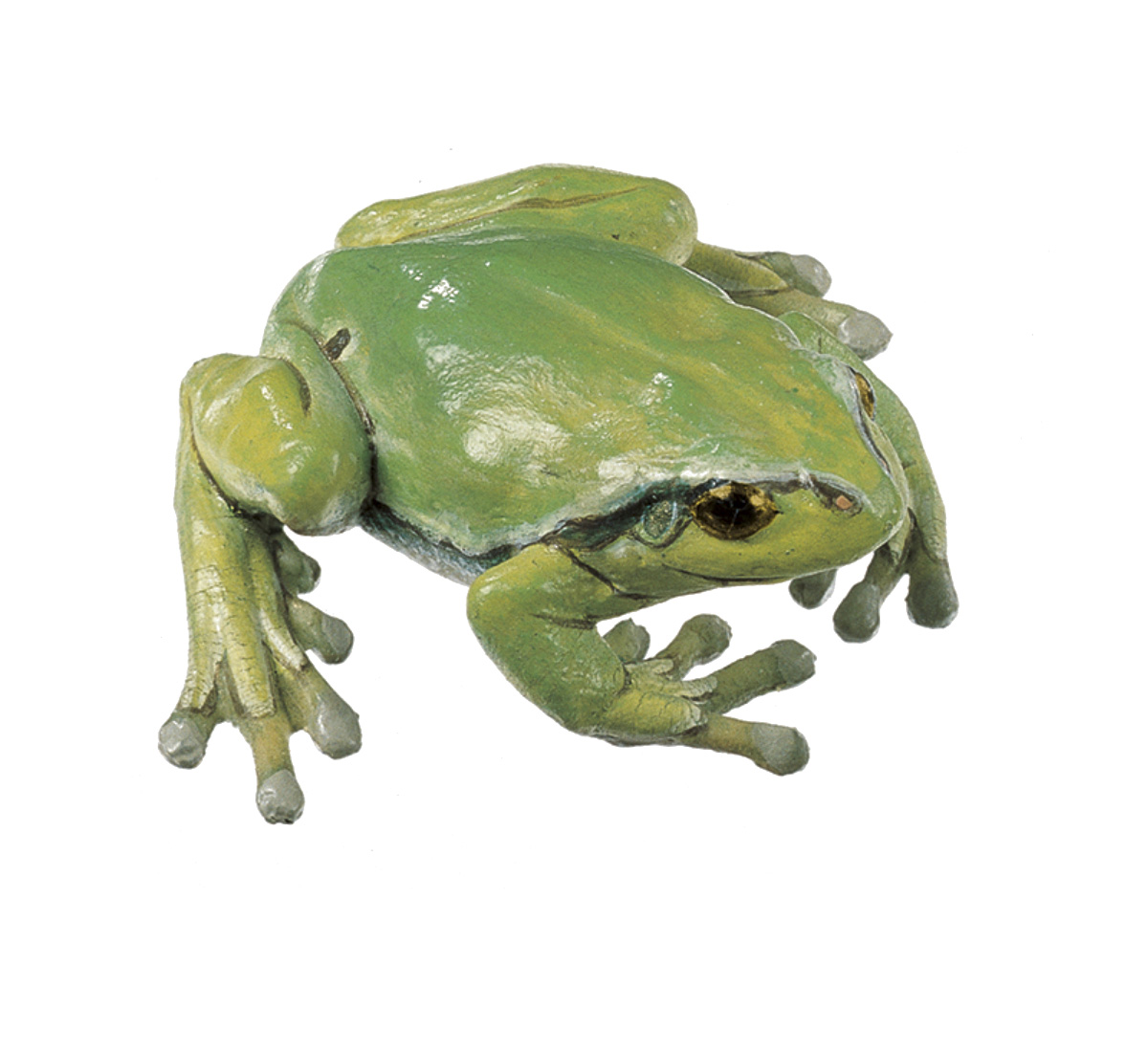 Common Tree Frog Normal Posture, Female