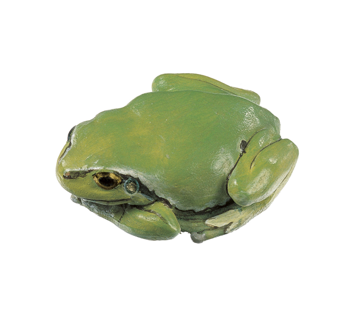 Common Tree Frog at Rest, Female