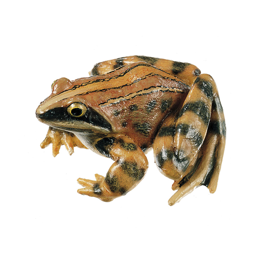 Moor Frog, Male