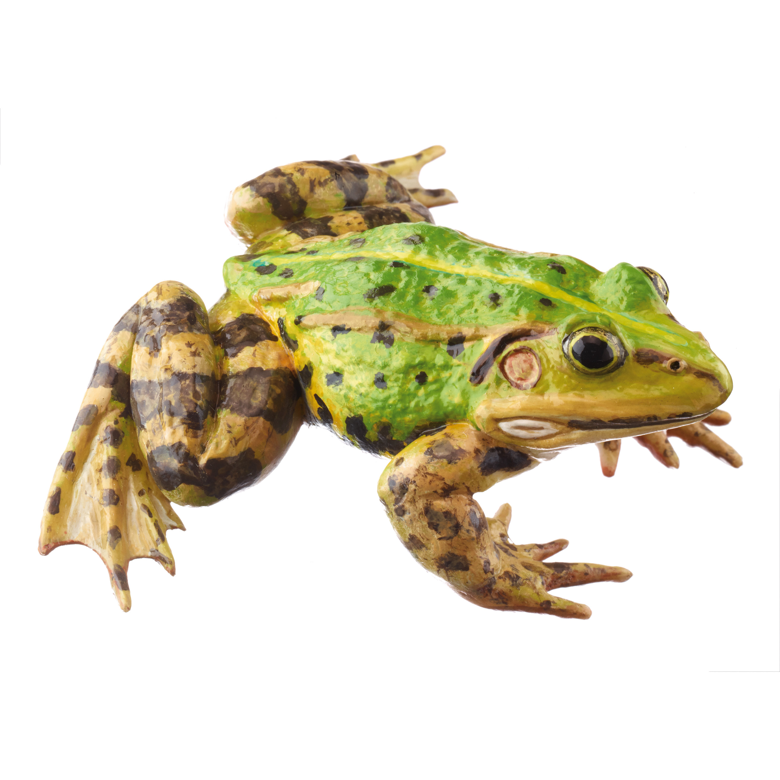 Pool Frog Without Dorsal Stripe, Male