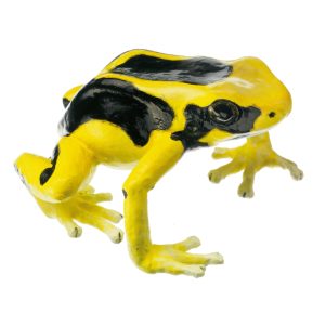 Dyeing Poison Dart Frog "Regina" Black, Yellow, Throat and Rear Underside of the Body Slightly Blue, Female