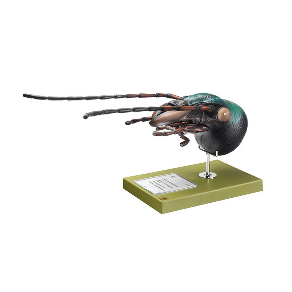 Head of Carabus