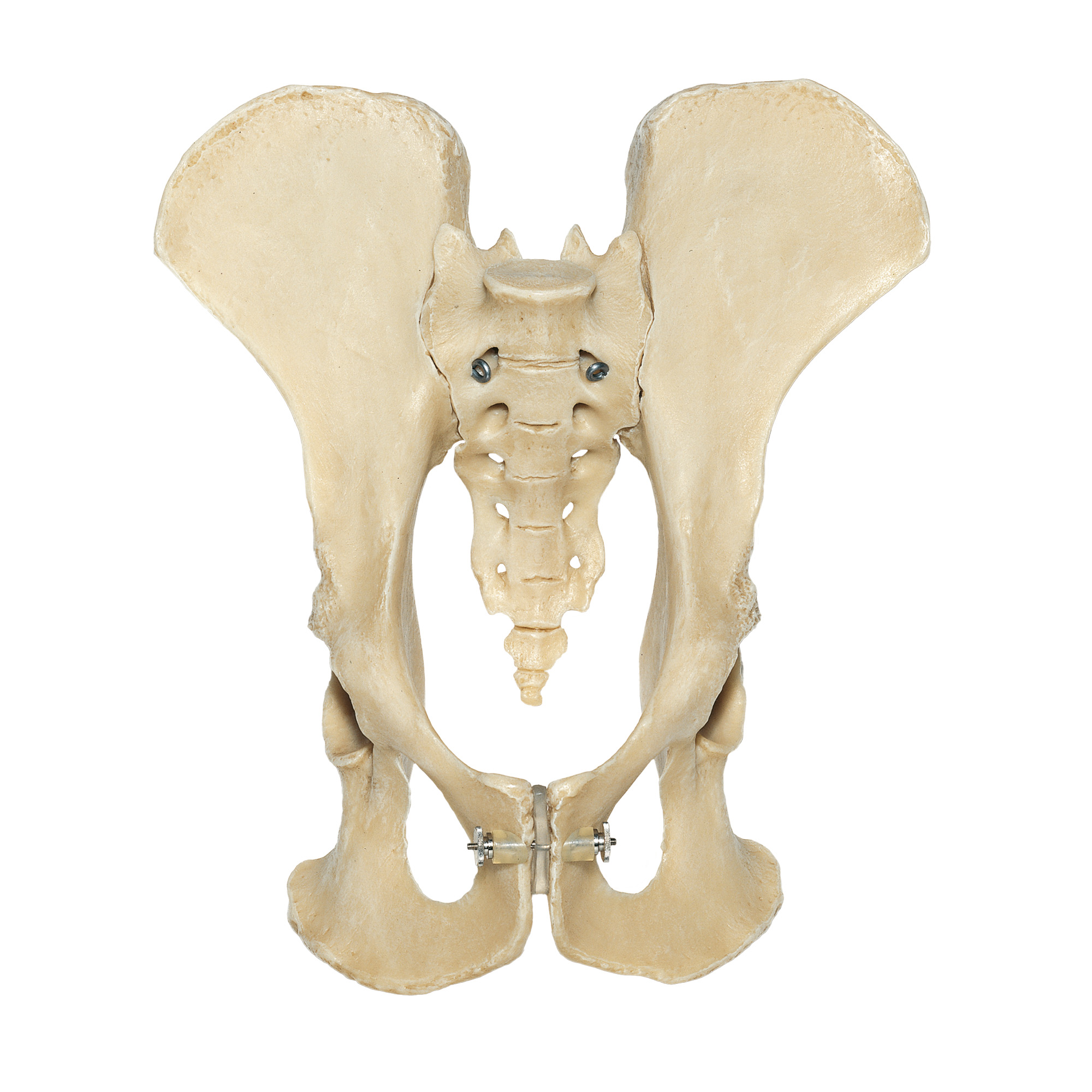 Pelvis of a Chimpanzee