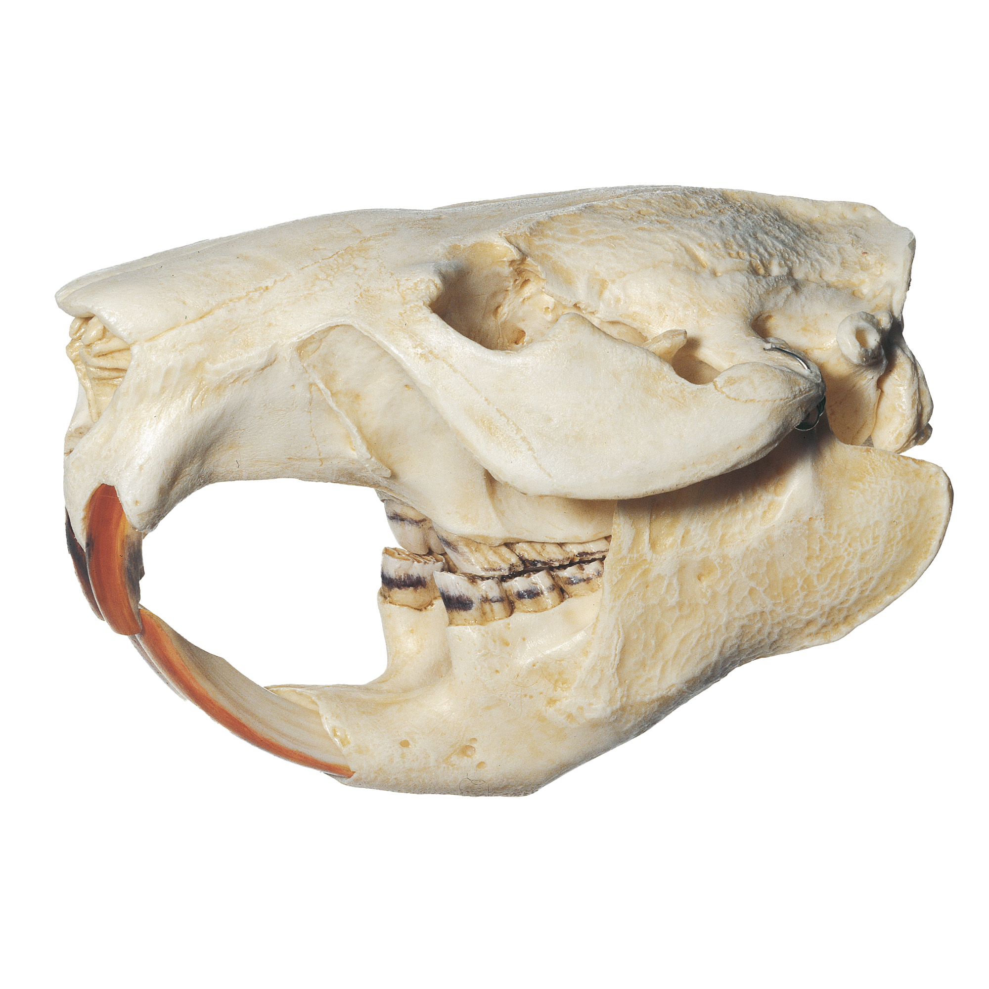 Beaver Skull