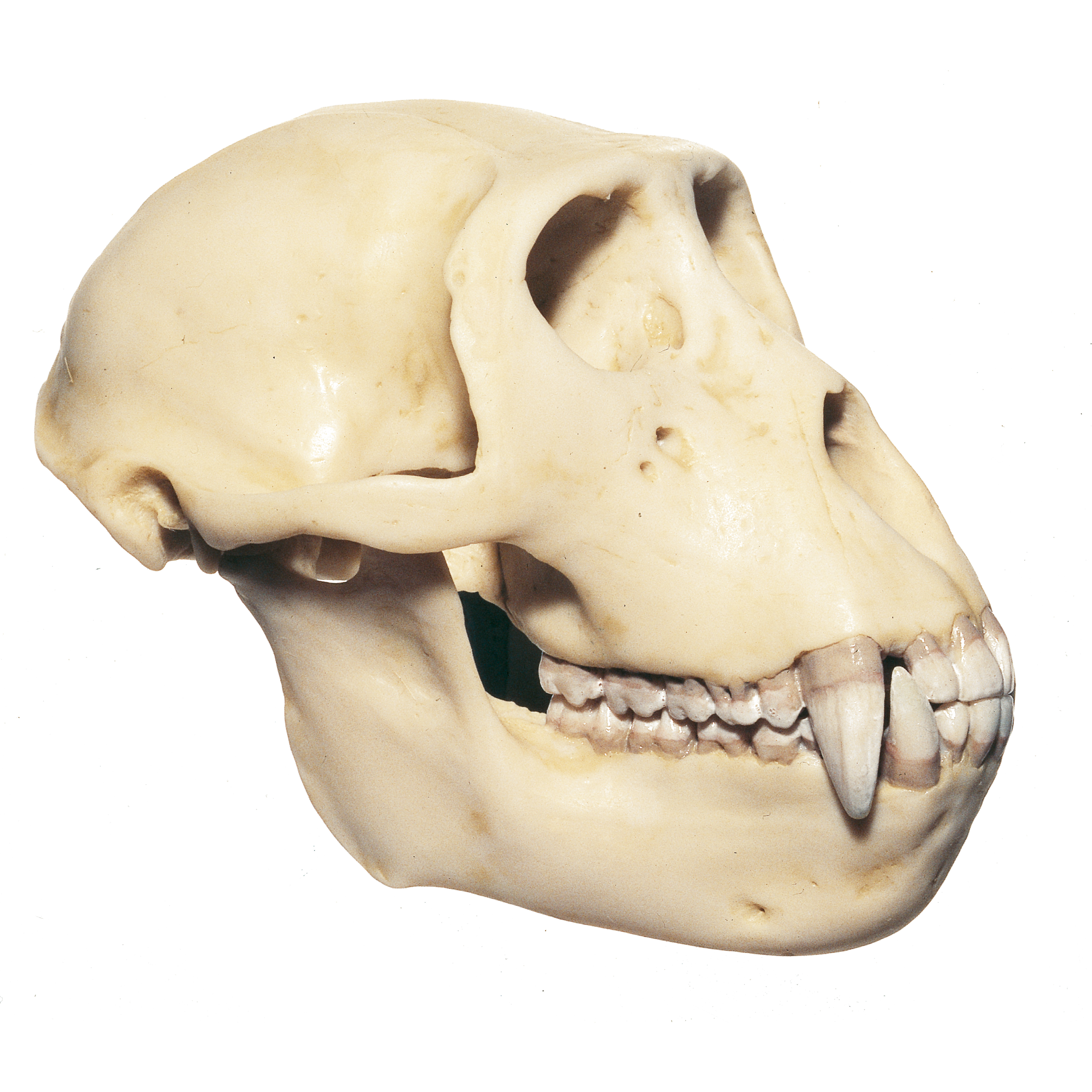 Rhesus Monkey Skull, Male